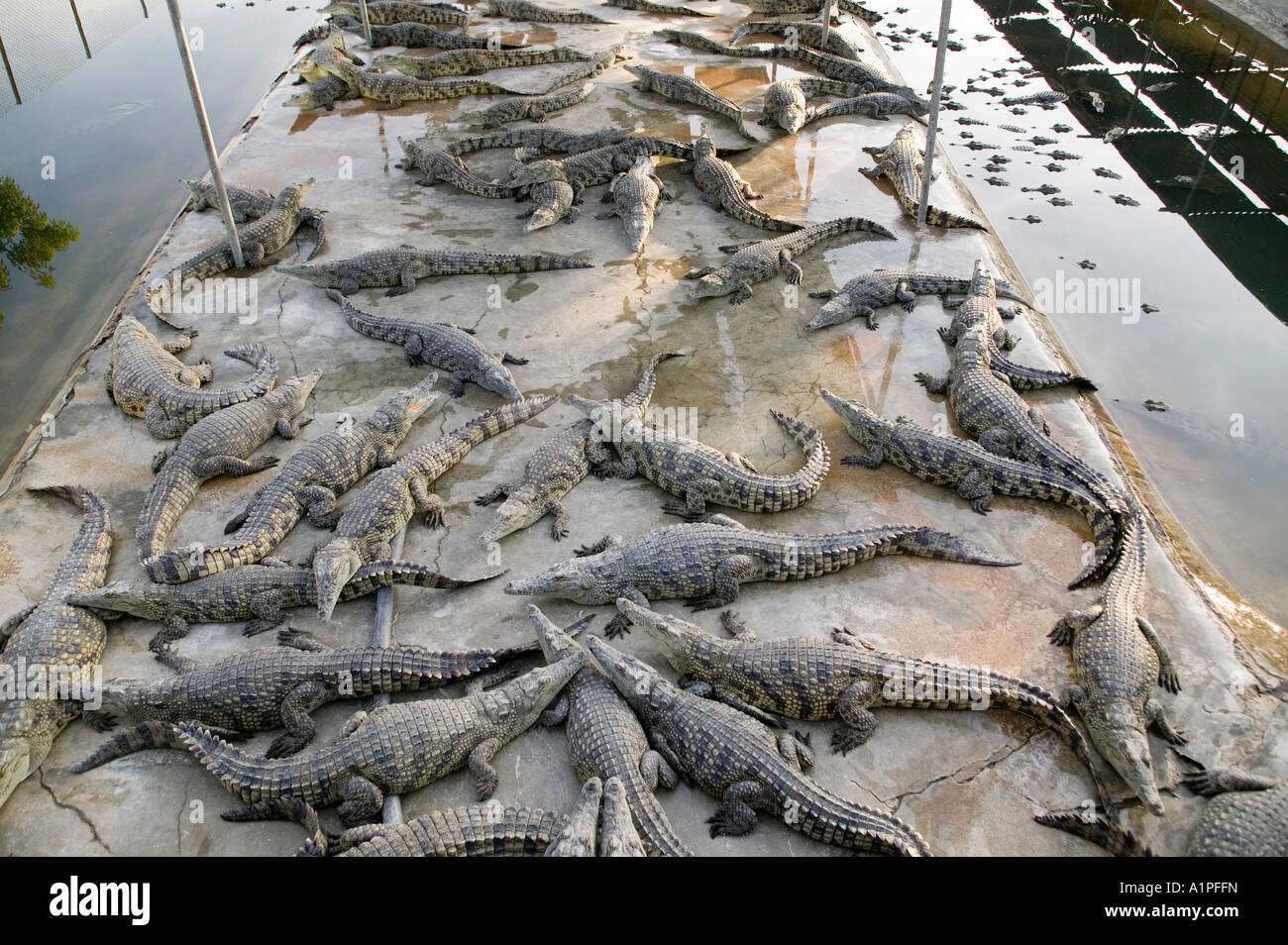 Crocodiles at the Crocodile farm in Arba Minch Ethiopia Stock Photo Alamy