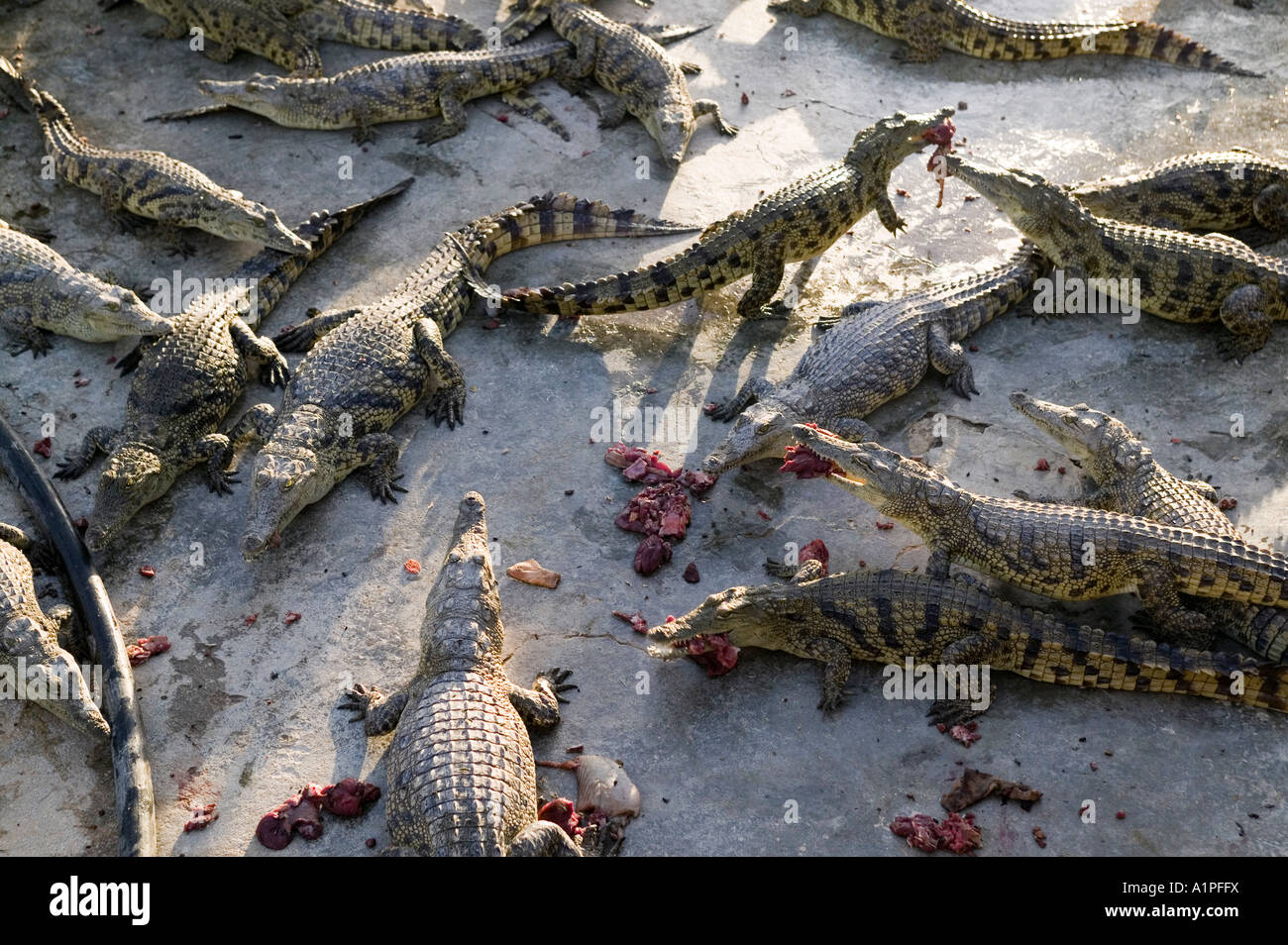 Crocodiles at a farm hi-res stock photography and images - Page 6 - Alamy