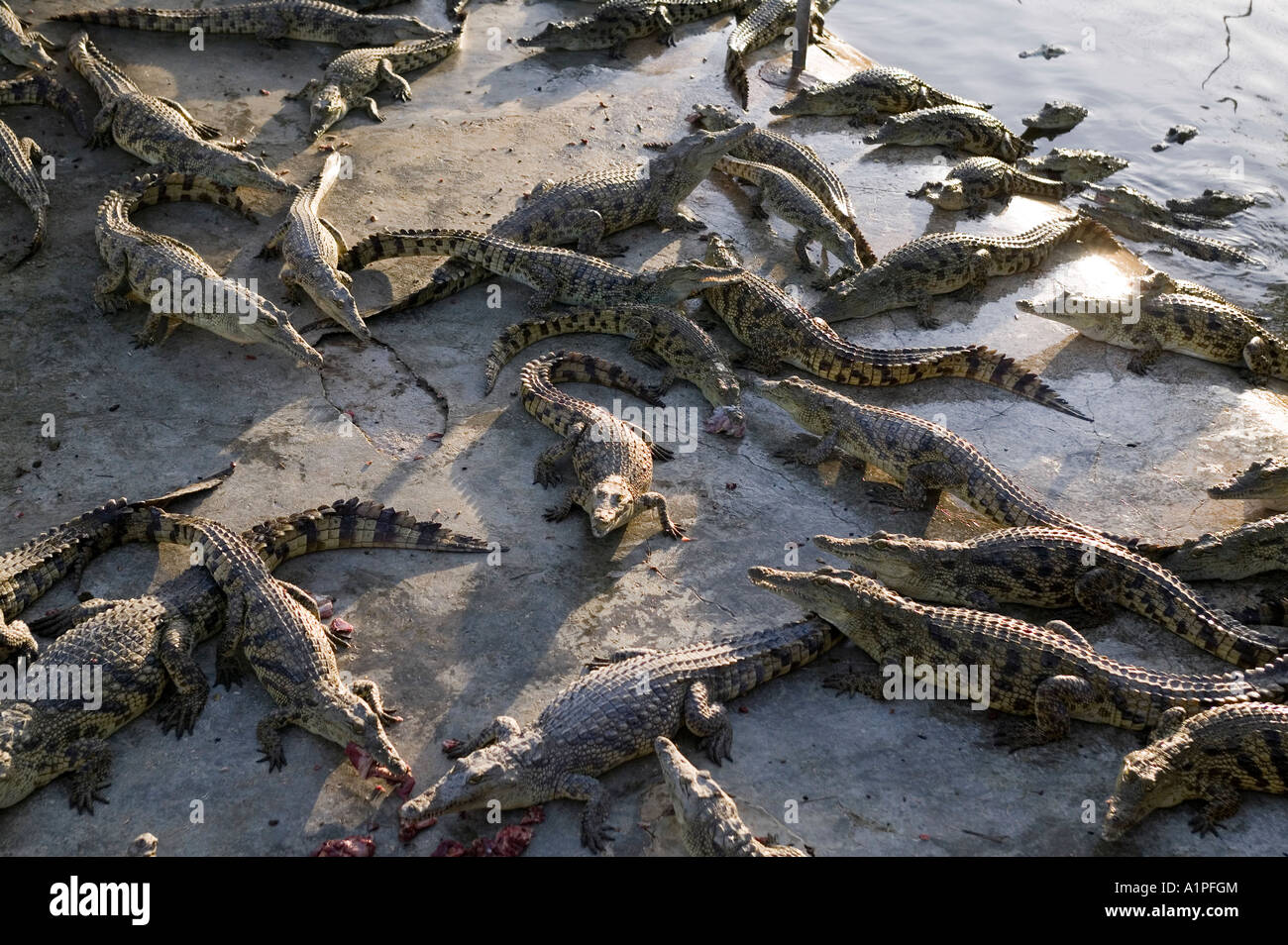 Crocodiles at a farm hi-res stock photography and images - Page 6 - Alamy