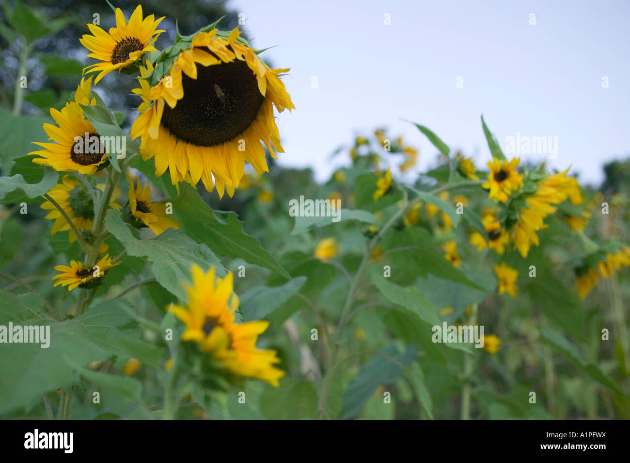 Sunflowers grown in the South Omo region of Ethiopia for their seeds and oil Stock Photo Alamy