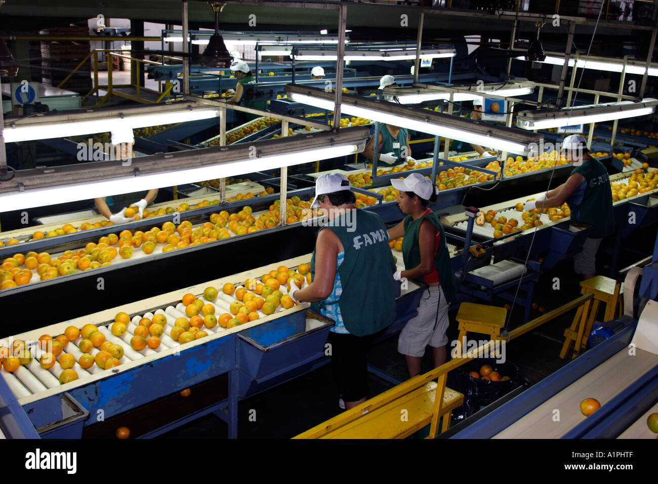 Line citrus processing hi-res stock photography and images - Alamy