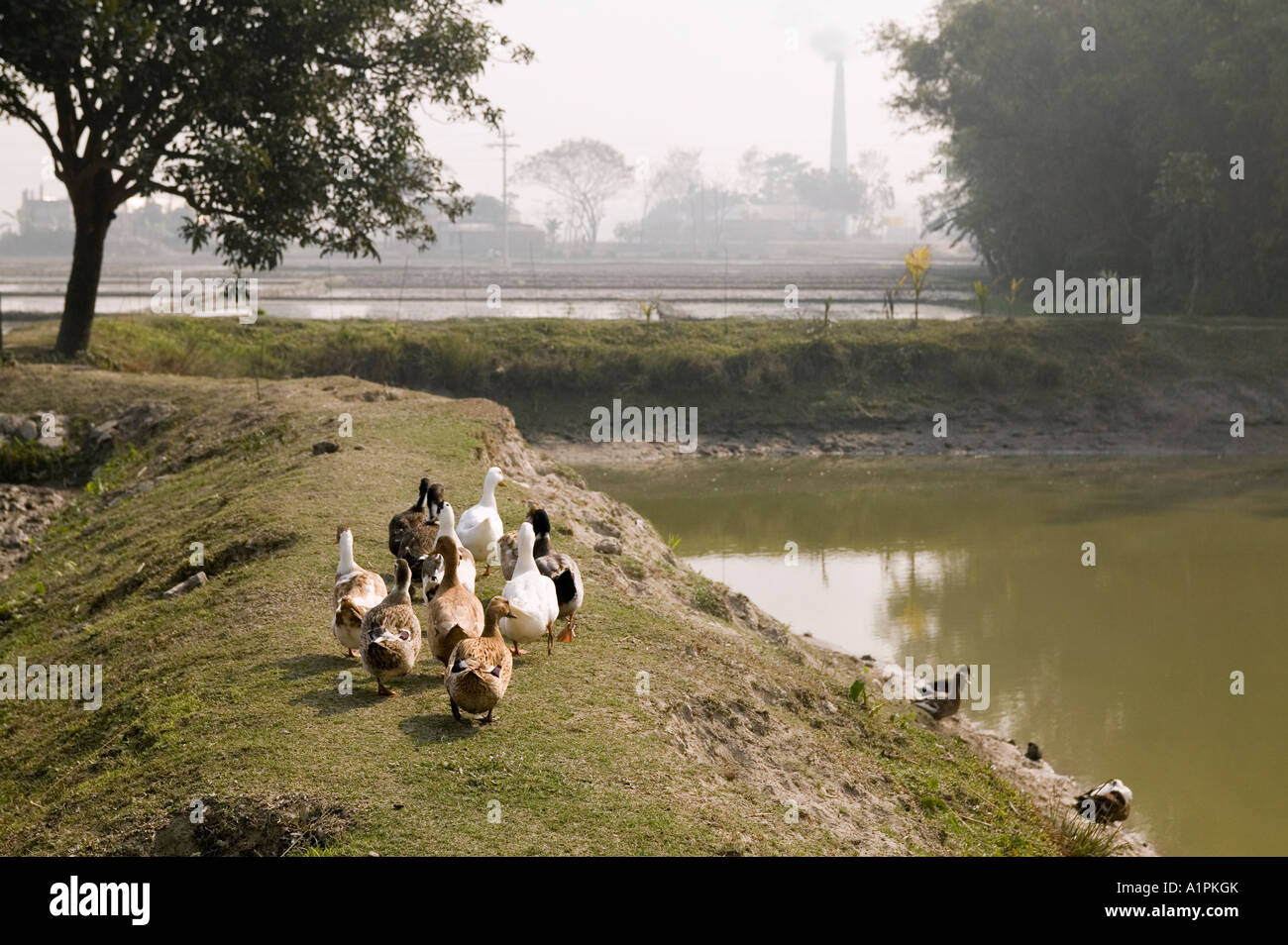 Ducks in northern Bangladesh Stock Photo
