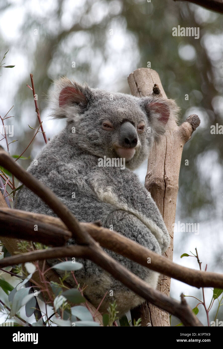 Koala melbourne zoo hi-res stock photography and images - Alamy