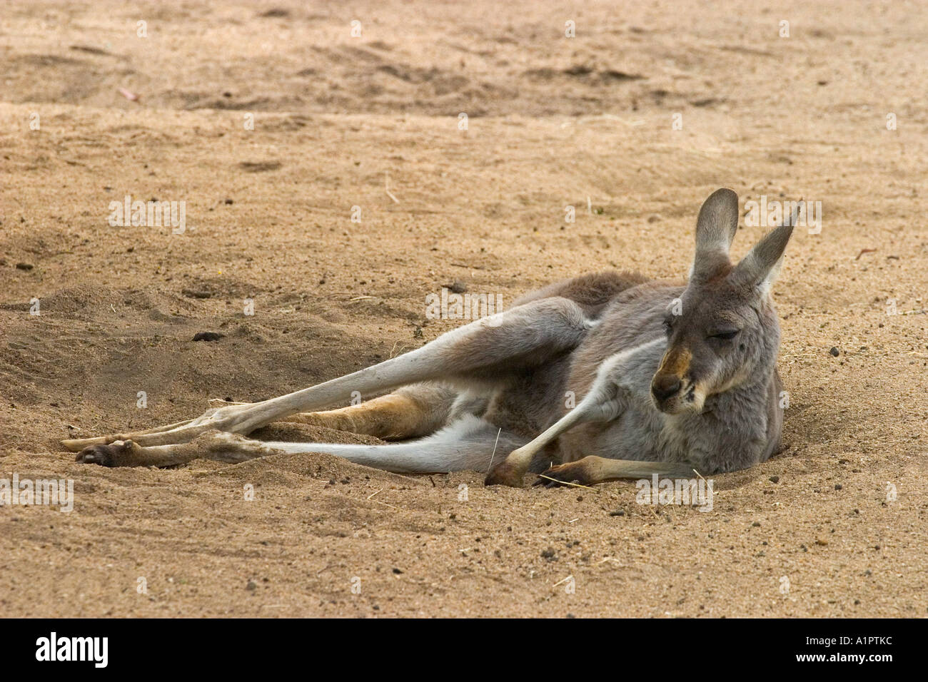 Red Kangaroo at Melbourne Zoo Stock Photo