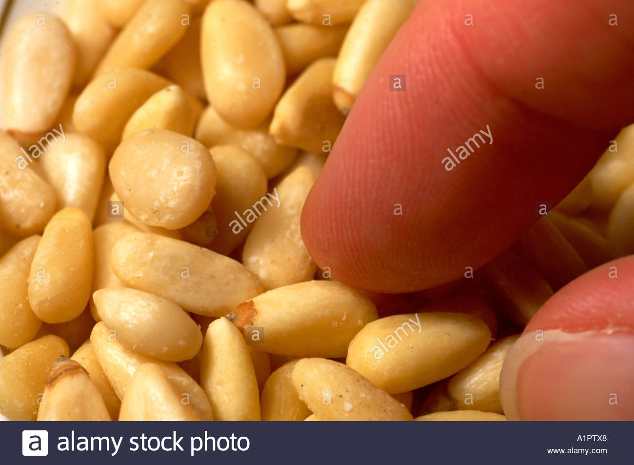 Picking up a pine nut Stock Photo