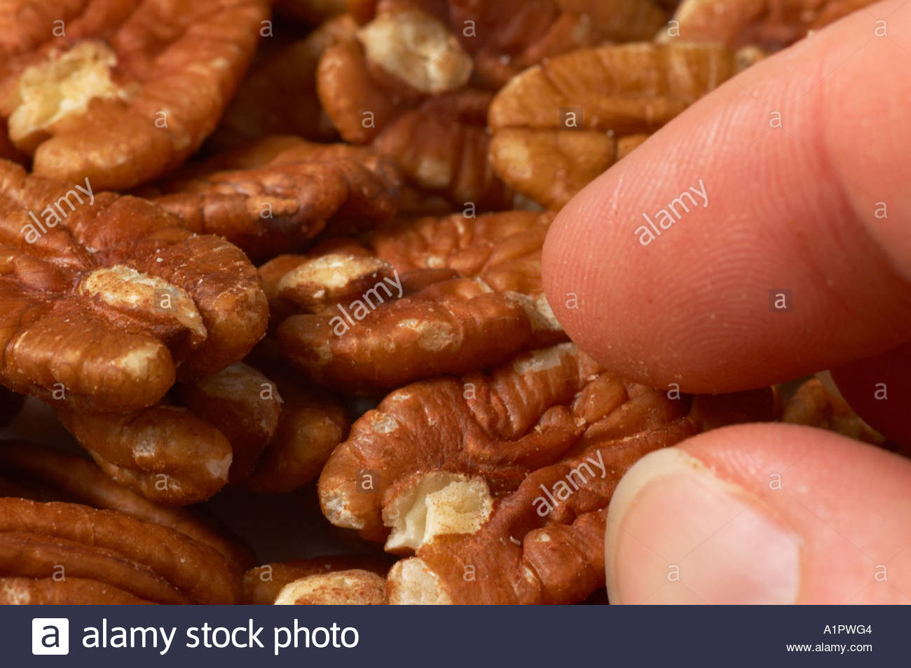 Picking up a pecan nut Stock Photo