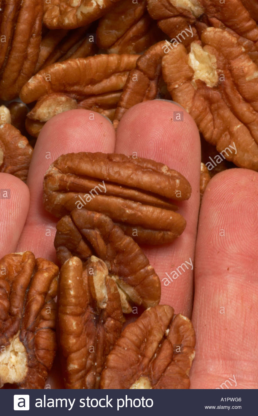 Holding a number of pecan nuts Stock Photo