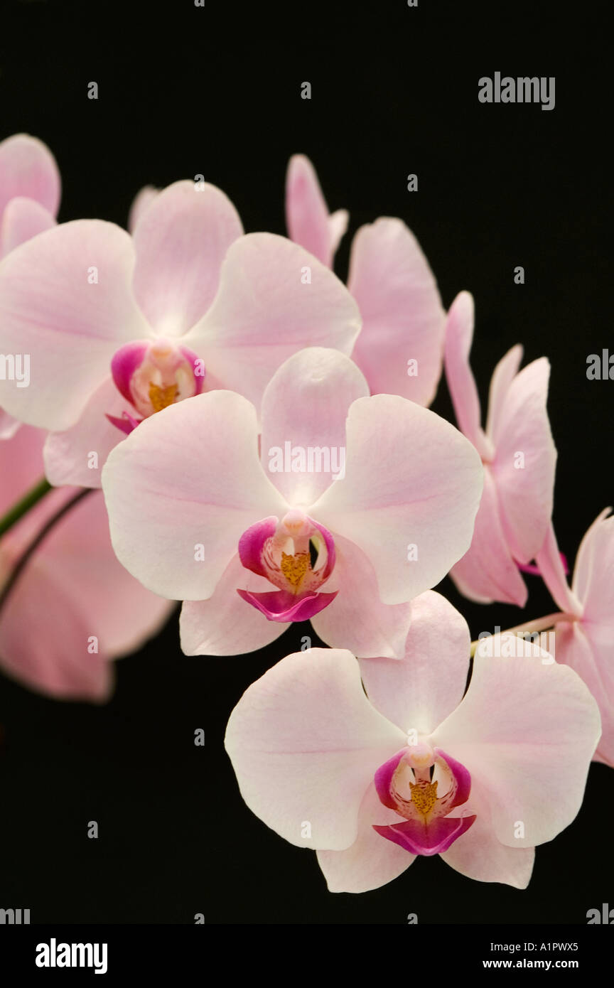 Luchia Pink orchids Malaysia Asia Stock Photo
