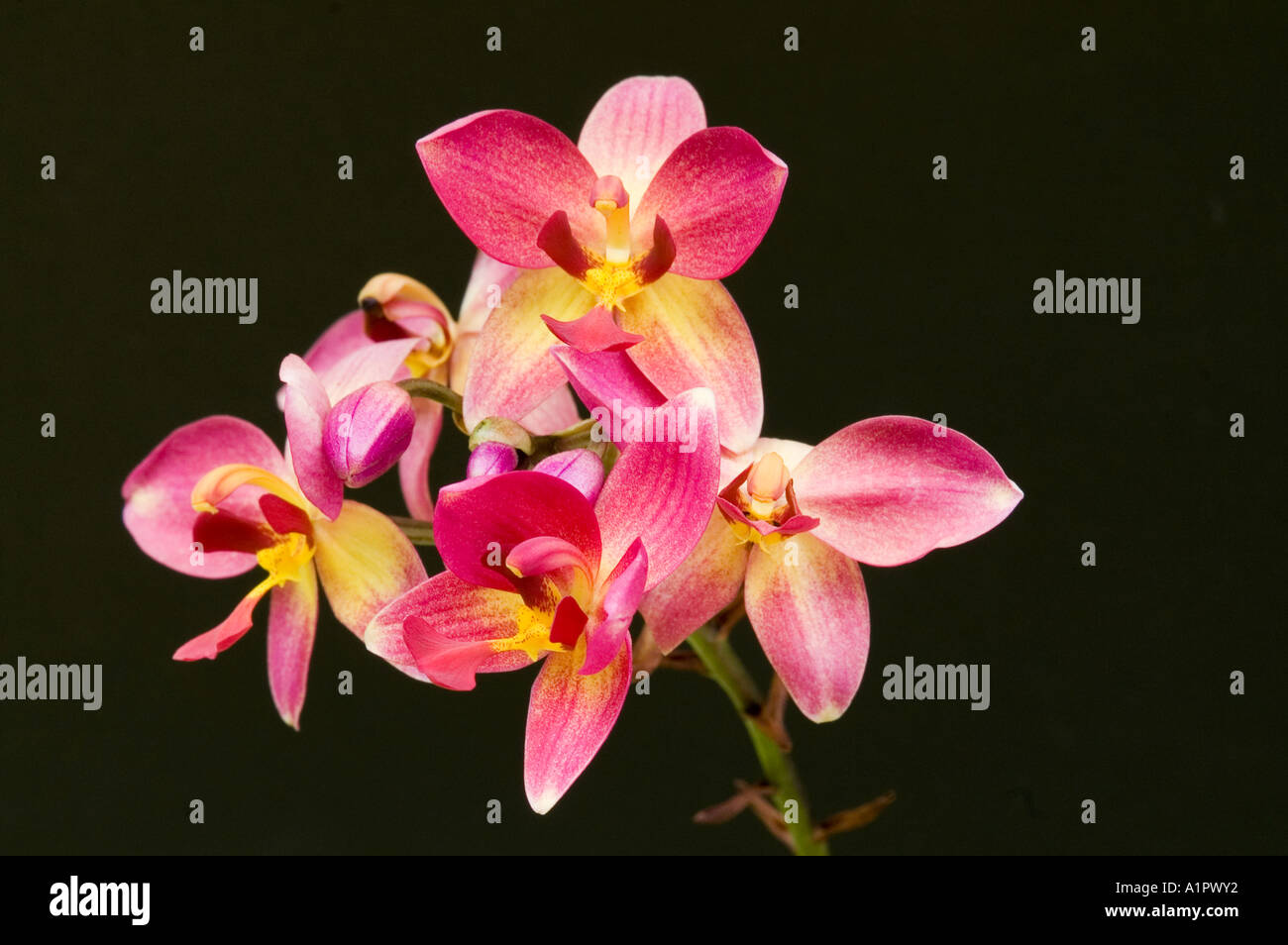 S. Premier orchid on black background Stock Photo