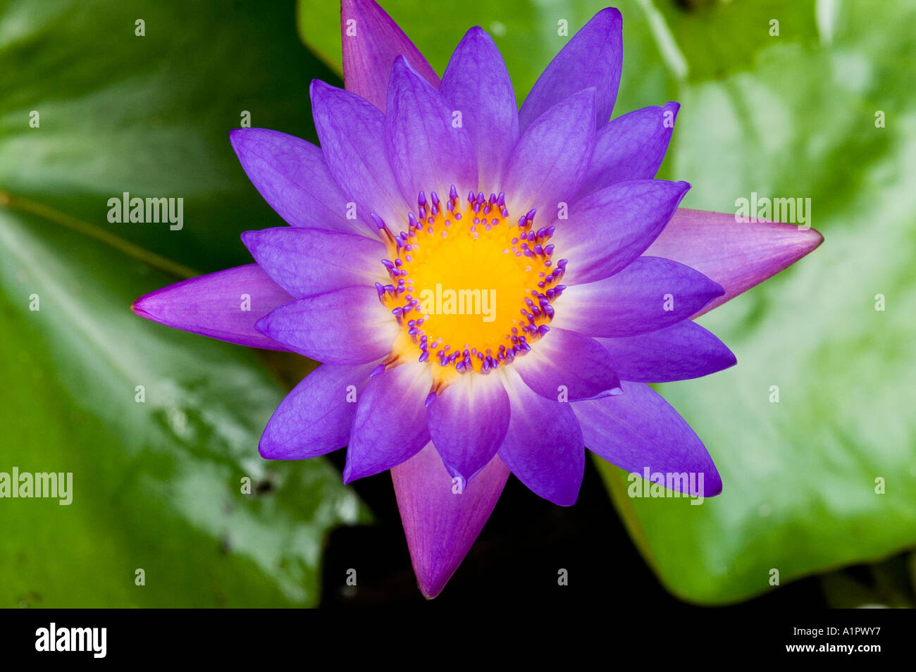 Asia Malaysia Purple and yellow lotus flower in full bloom Stock Photo