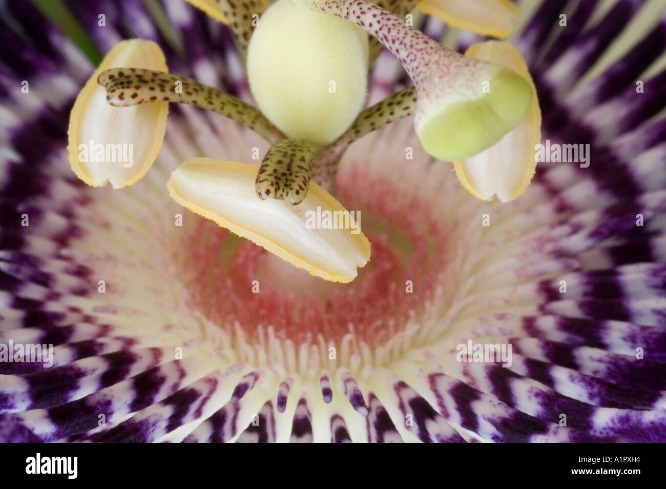 Passion Flower or Passiflora, Malaysia, South East Asia Stock Photo