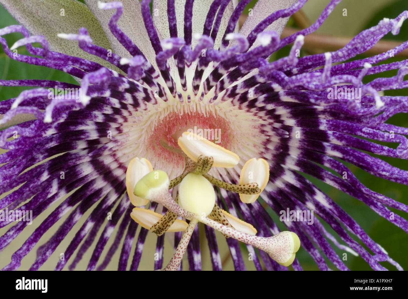 Passion Flower or Passiflora, Malaysia, South East Asia Stock Photo