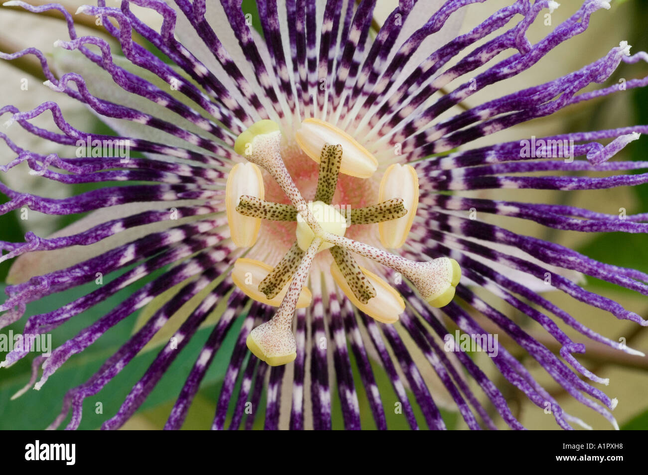 Passion Flower or Passiflora, Malaysia, South East Asia Stock Photo