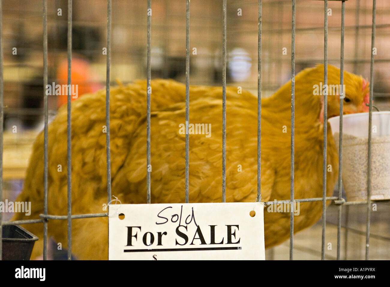 ILLINOIS Grayslake Poultry show at county fair fowl in cages For Sale