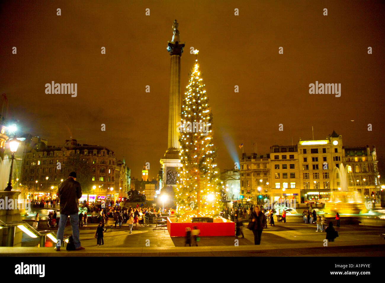 Traditional christmas tree set in Trafalgar Square in London next to Nelson's column. Stock Photo