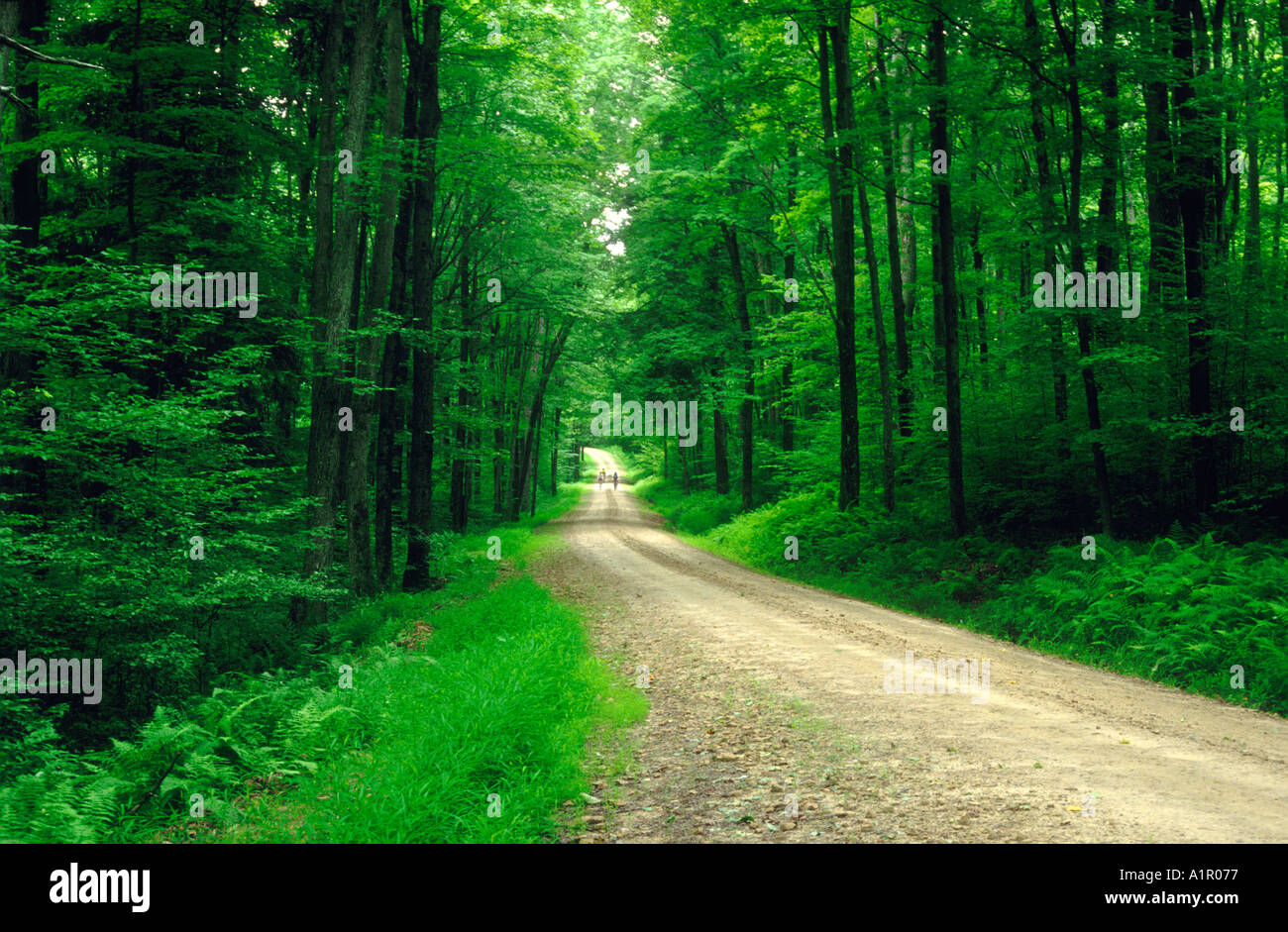 Allegheny National Forest Pennsylvania USA Bicycles Stock Photo