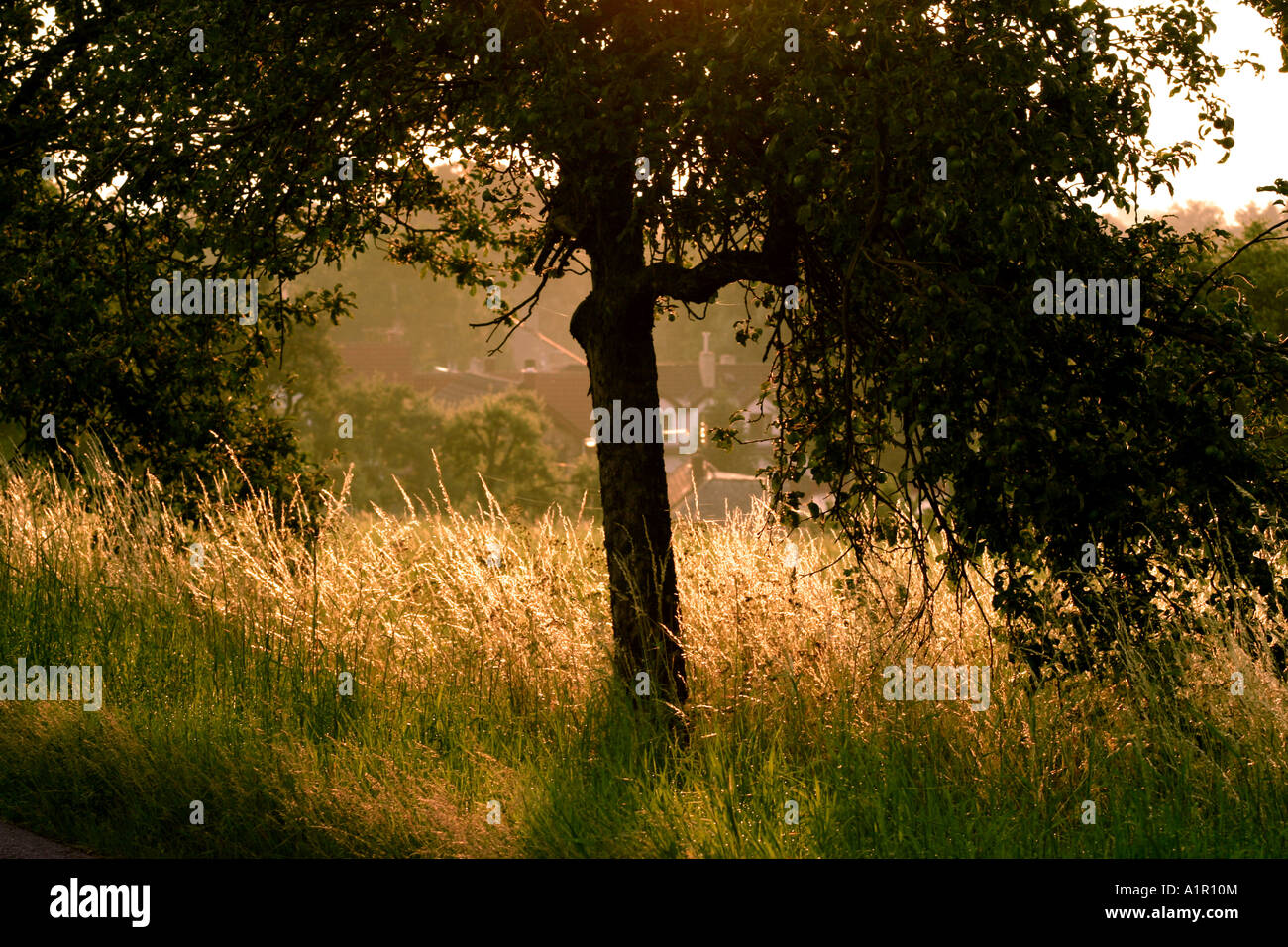 A solitary tree in a sunlit meadow during the golden hour, showcasing ...