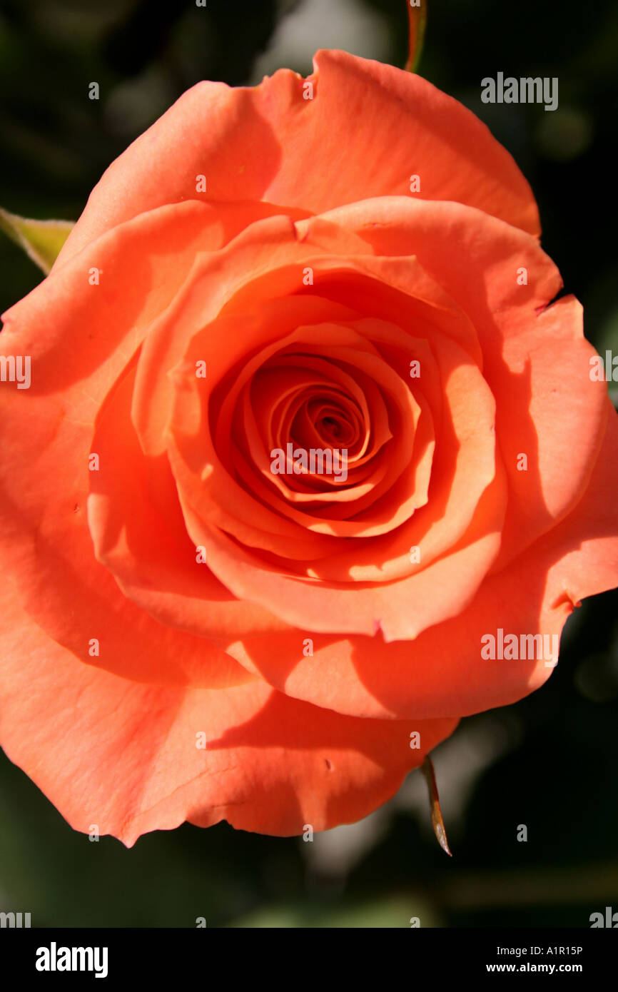 Close-up of a beautiful orange rose in full bloom, highlighting its ...