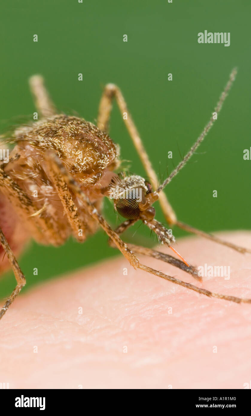 Side View of Anopheles Mosquito Biting and Sucking Blood from Human Stock Photo