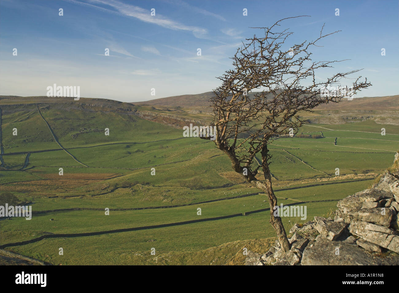 Windswept tree clinging to a rocky hillside in the Yorksire dales valley green blowing windoutcrop survival landscape horizontal Stock Photo