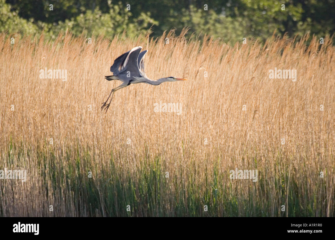 Grey Heron in Flight over Reedbeds - Norfolk Broads UK Stock Photo