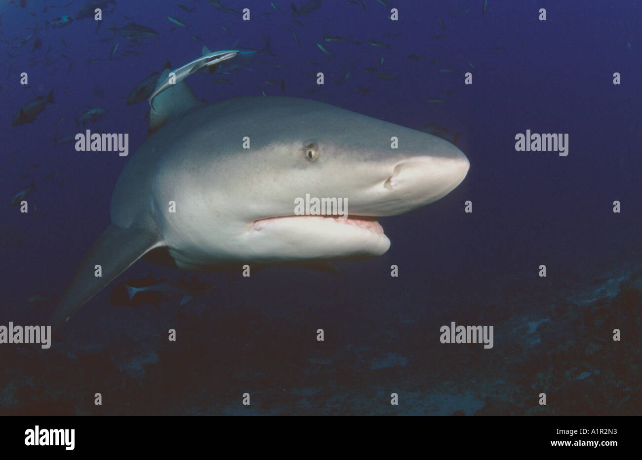 Bull Shark (Carcharhinus leucas Stock Photo - Alamy