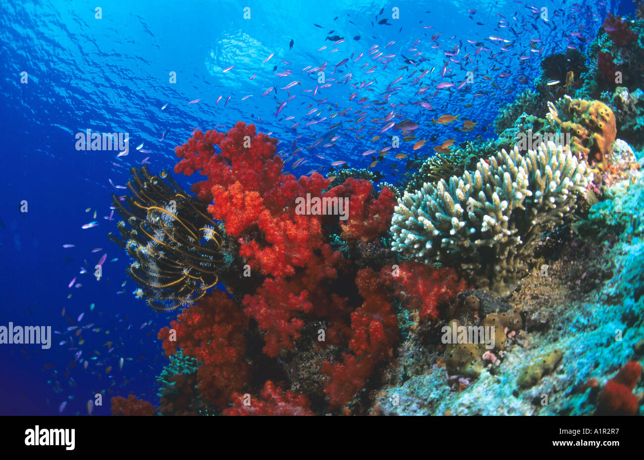 17 Plants In The Coral Reef 17 Plants In The Coral Reef