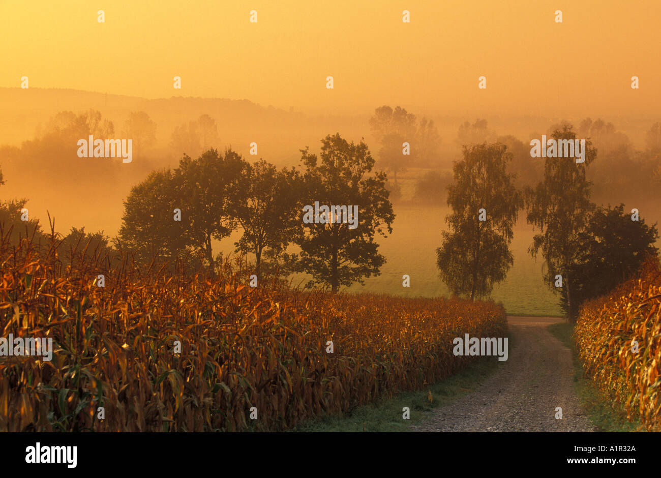 Maize fields, Bavaria, Germany Stock Photo - Alamy