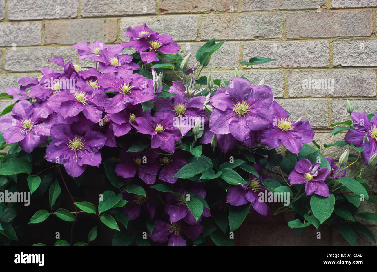 Clematis General Sikorski Bath Spa, Somerset, UK Stock Photo