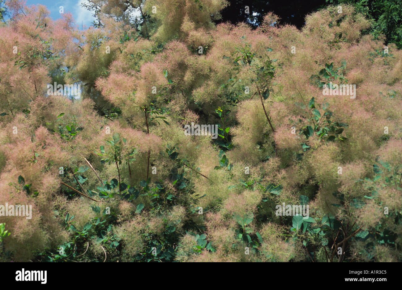 Cotinus Coggygria smoke bush, Kew Gardens, Surrey, UK Stock Photo Alamy