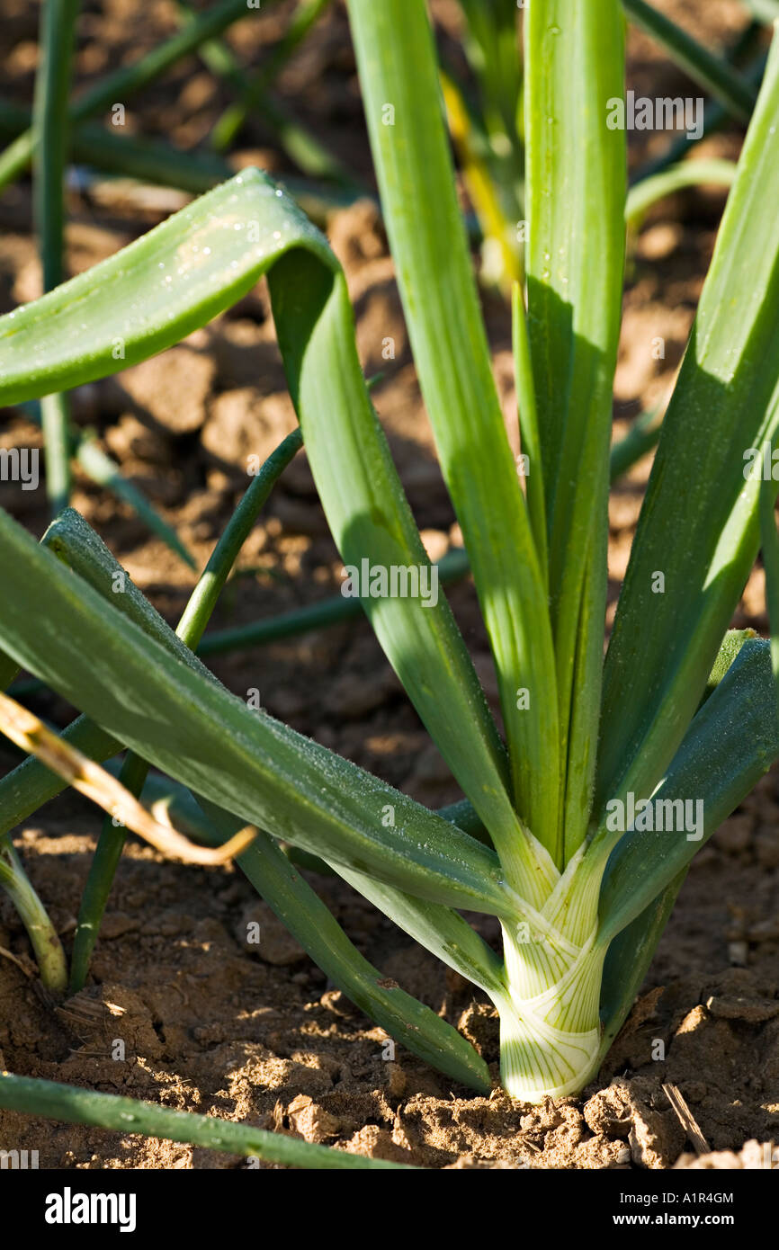 VEGETABLES Richmond Illinois Single green onion plant growing in field ...