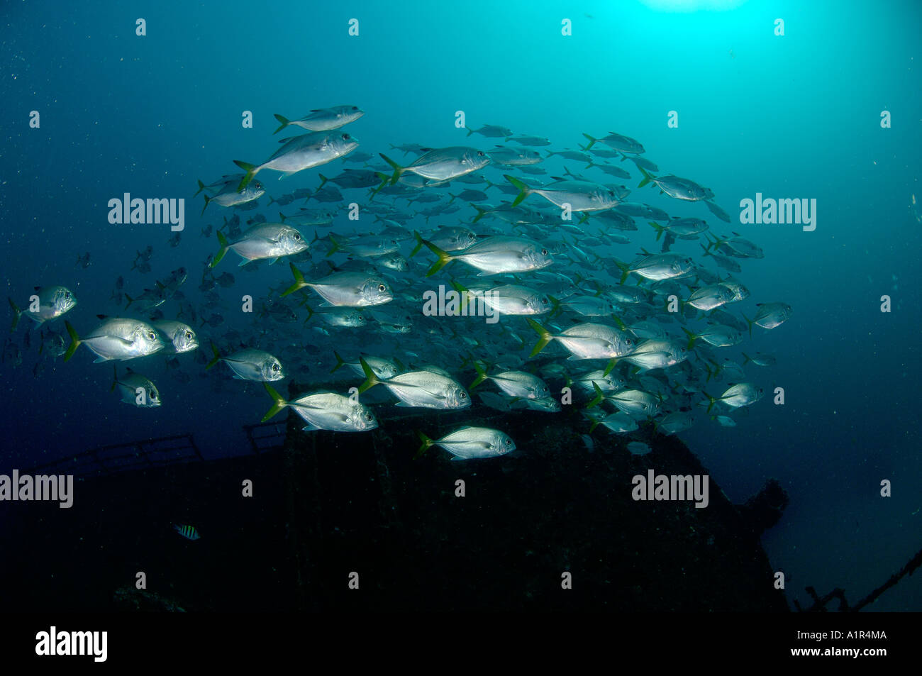 A school of Horse Eye Jacks (Caranx latus) patrols a shipwreck or ...