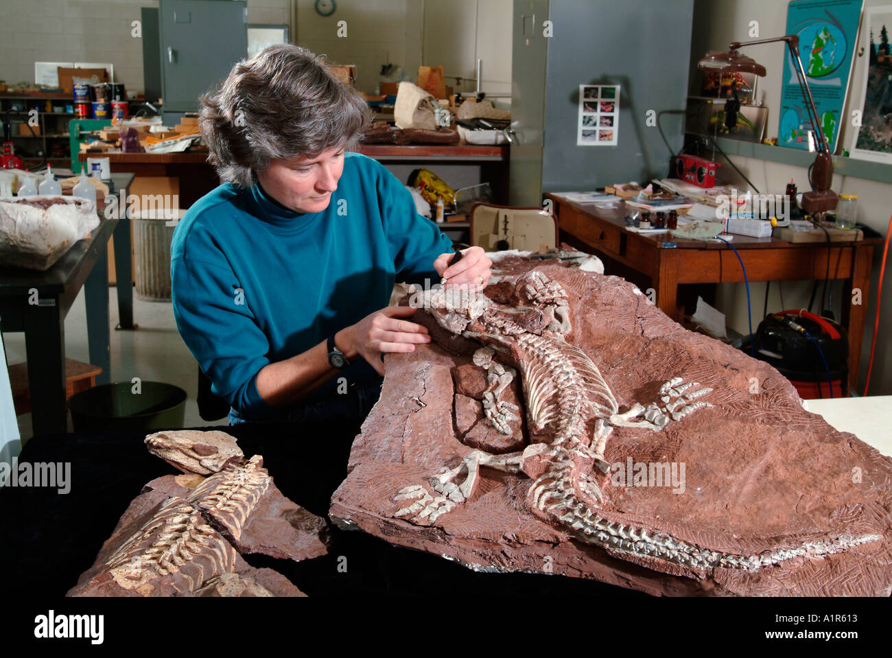 Paleontologist Uncovering Ancient Fossil Orobates pabsti, Germany Stock Photo