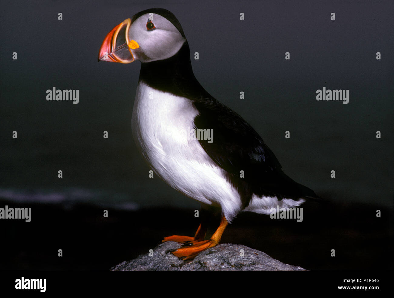 Atlantic Puffin Machias Seal Island Maine Stock Photo