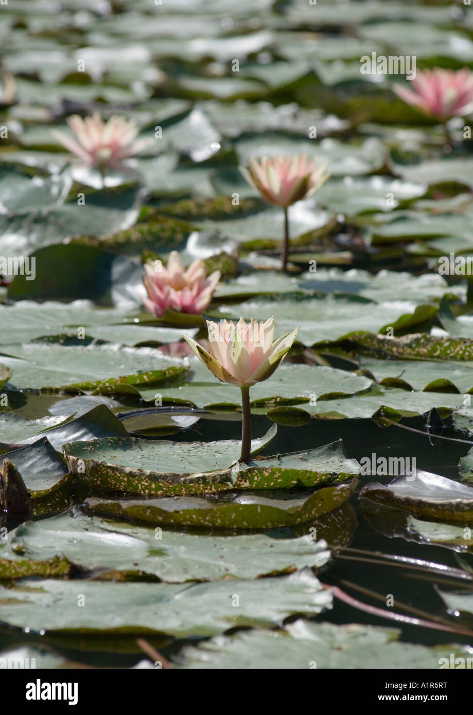 Frame flowers water lilies hi-res stock photography and images - Alamy