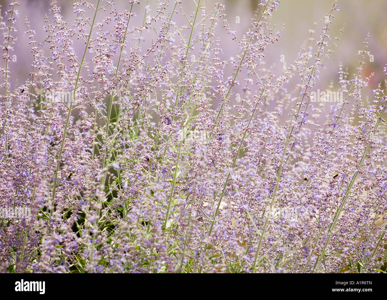 Purple sages hi-res stock photography and images - Alamy