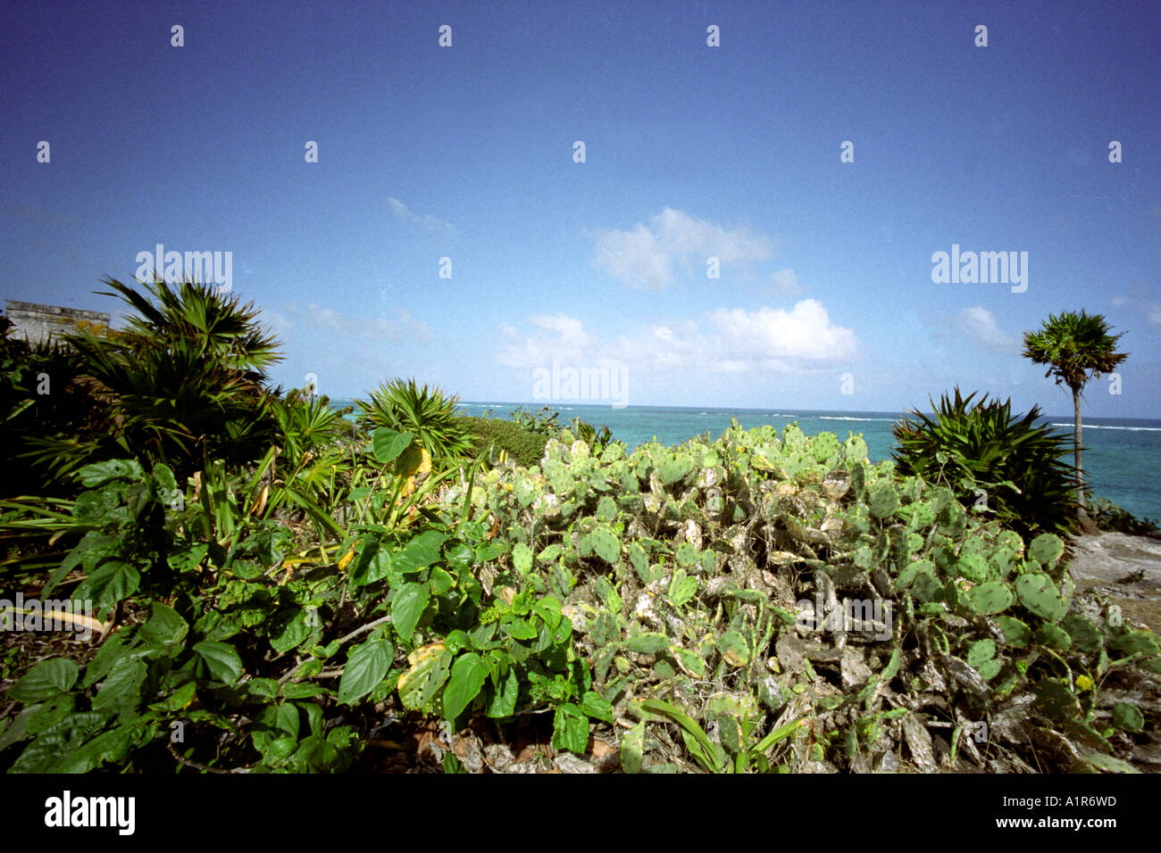 Cancun, Mexico landscape Stock Photo - Alamy