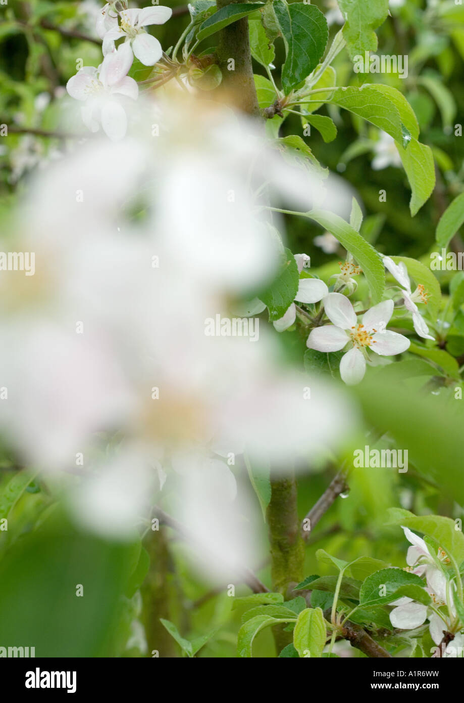 Fruit Tree Without Leaves High Resolution Stock Photography and Images