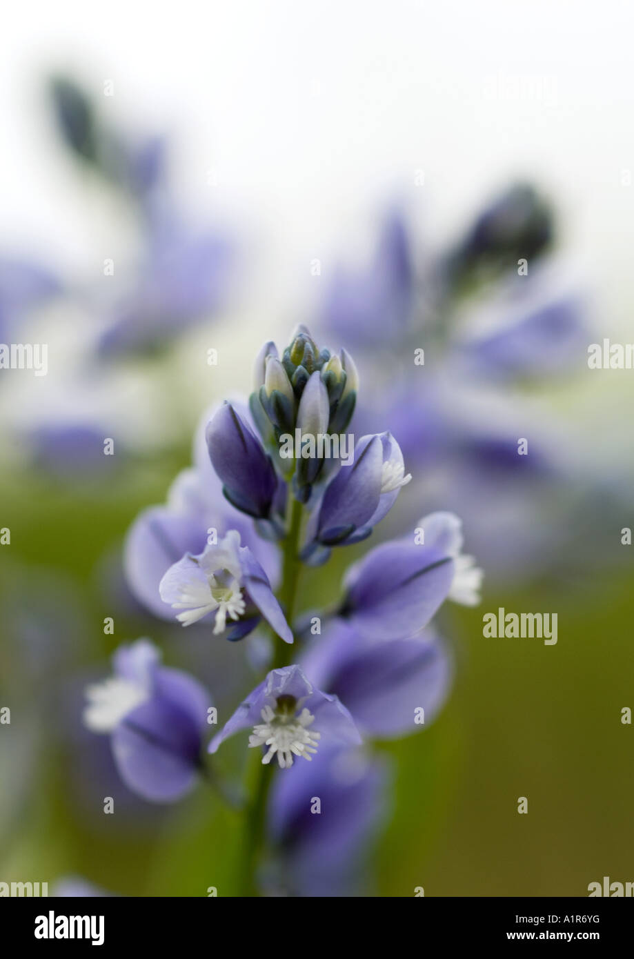 Wildflowers in partial bloom hi-res stock photography and images - Alamy