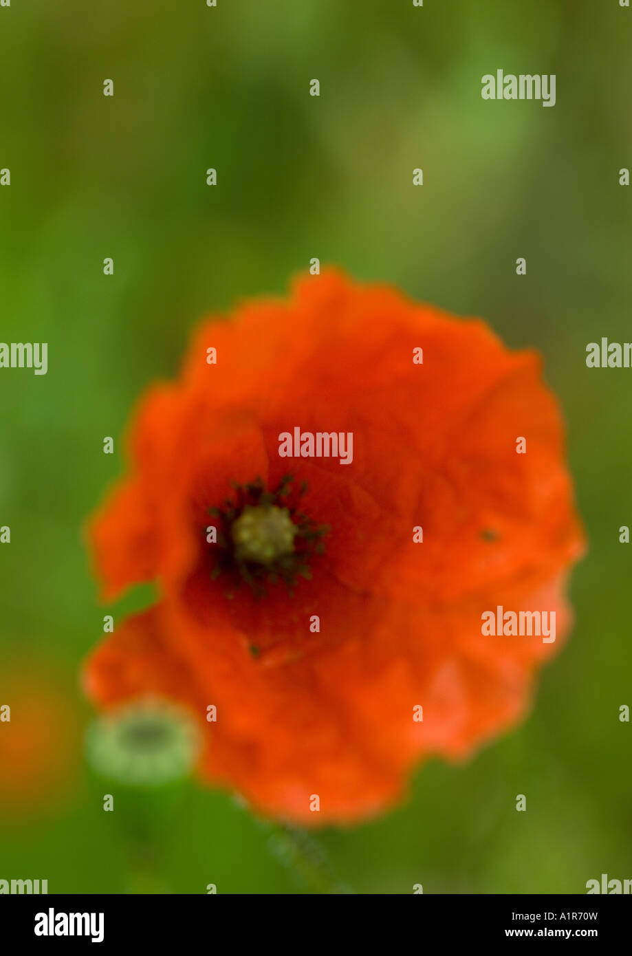 Poppy opening papaver rhoeas hi-res stock photography and images - Alamy