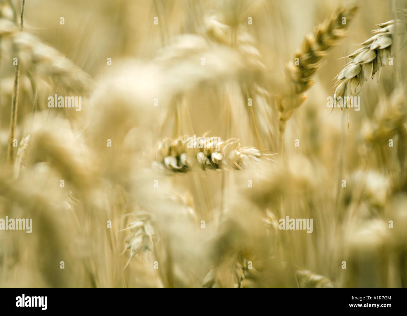 Wheat Husk High Resolution Stock Photography and Images Alamy