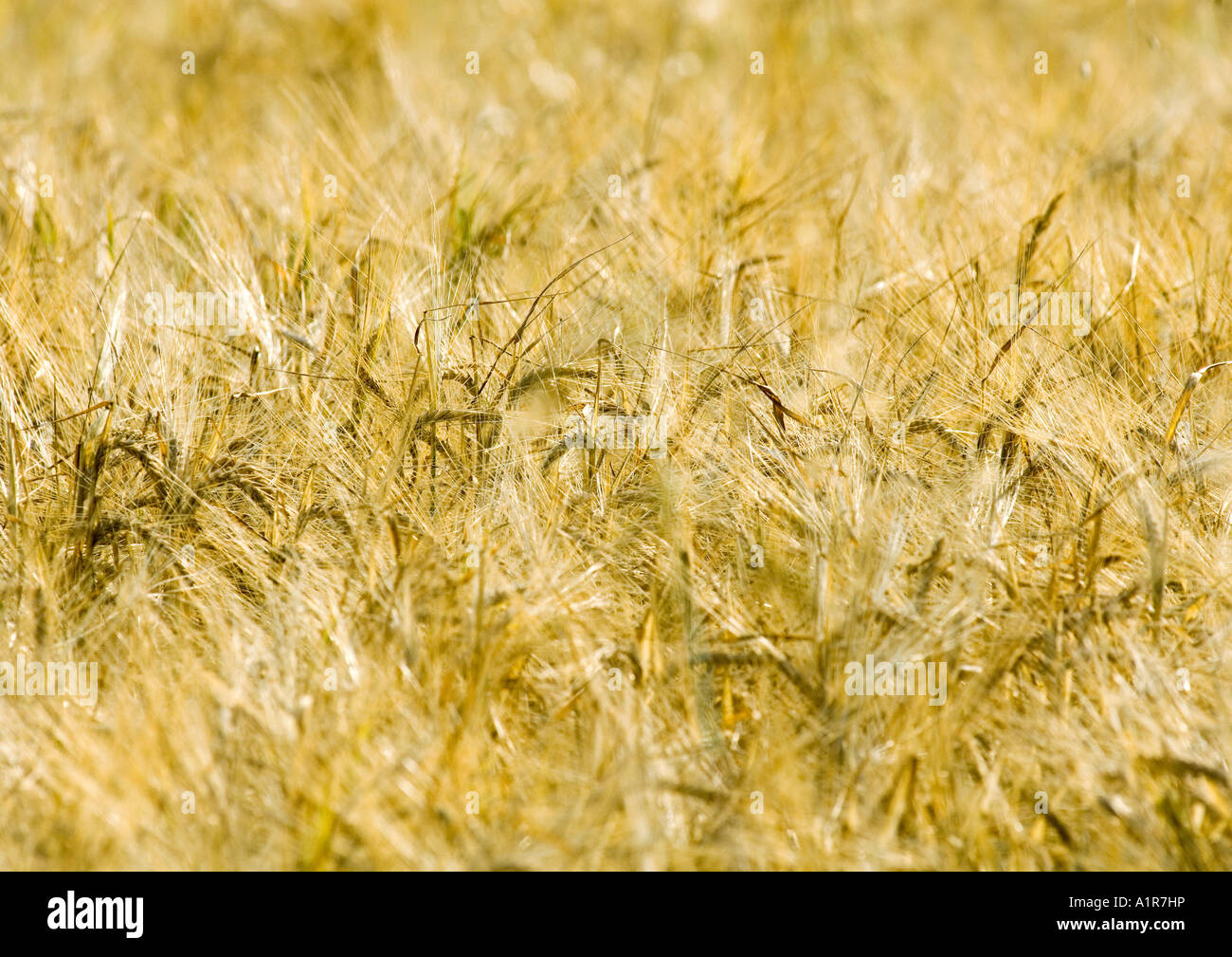 Wheat Husk High Resolution Stock Photography and Images Alamy
