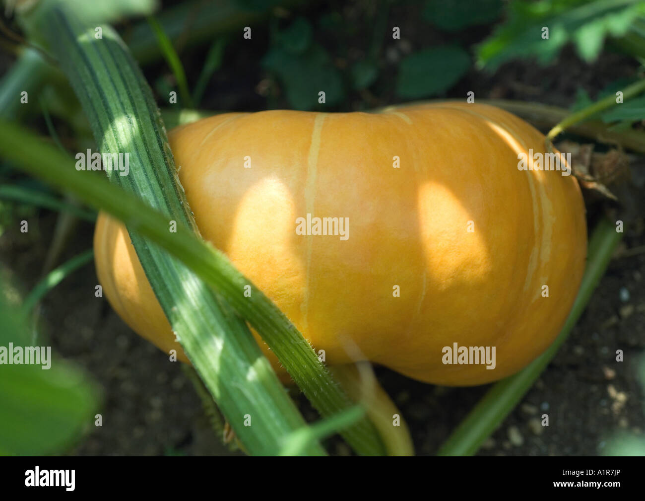 Pumpkin growing on vine Stock Photo - Alamy