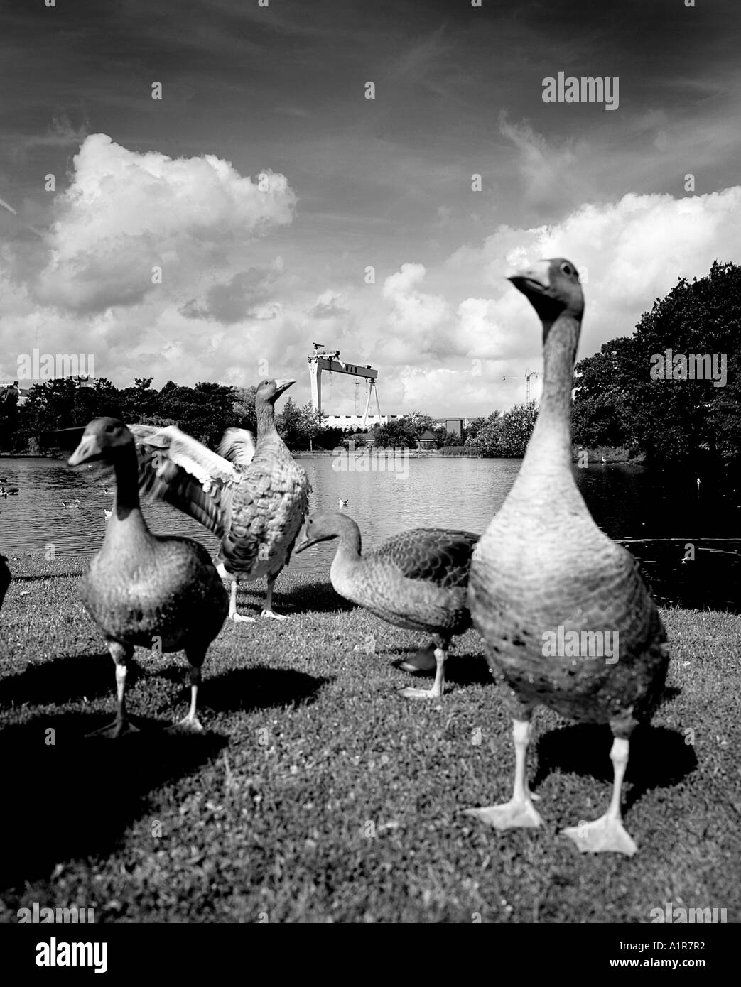 Victoria Park, Sydenham, Parks, Belfast, Northern Ireland Stock Photo Alamy