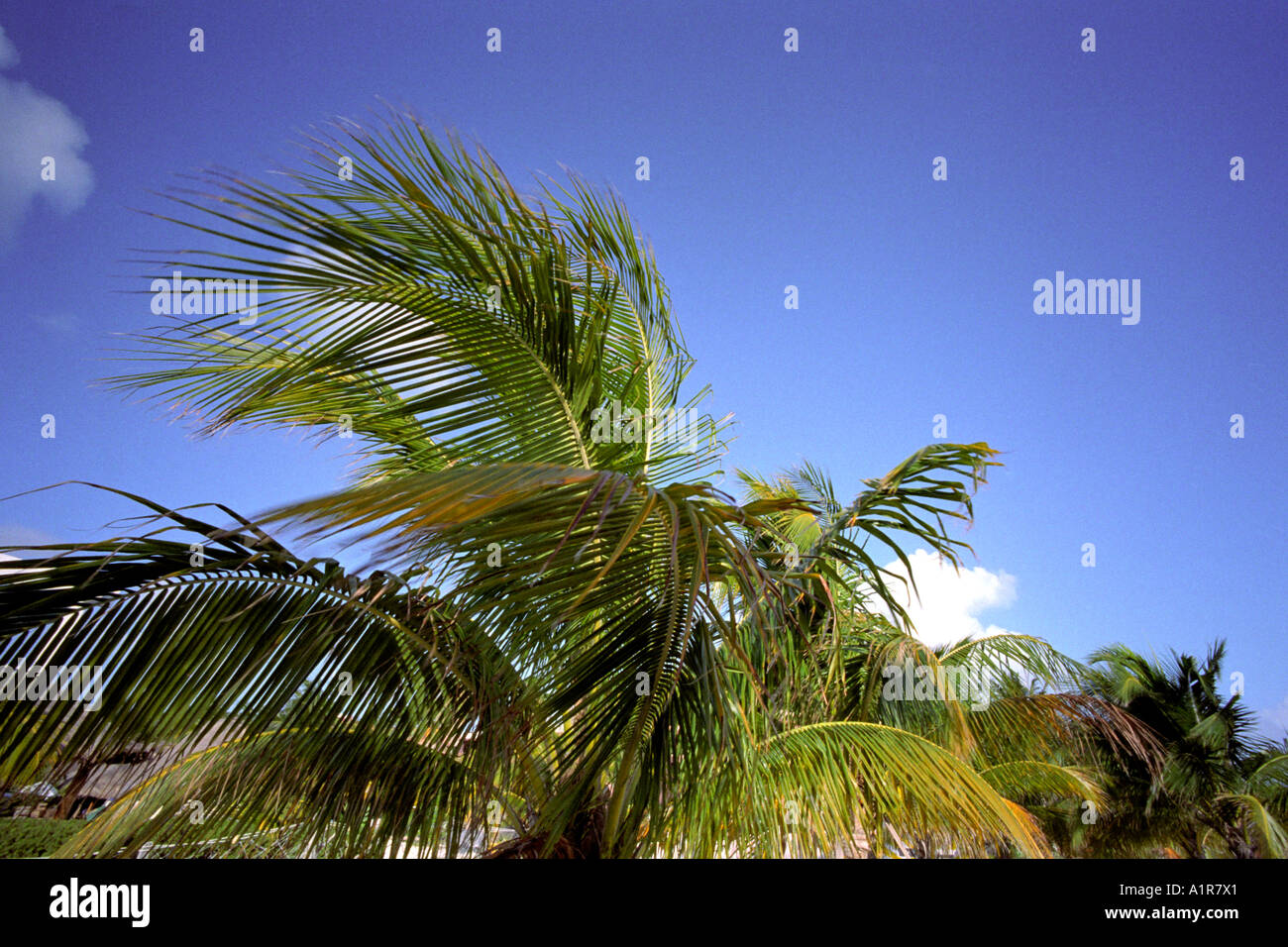 Palm tree blue sky in Cancun, Mexico Stock Photo Alamy