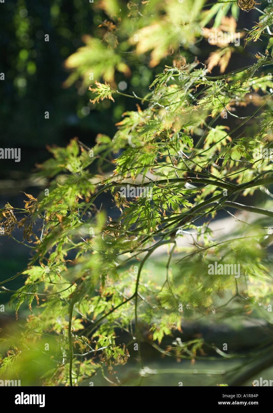 Selective focus maple leaves hi-res stock photography and images - Alamy