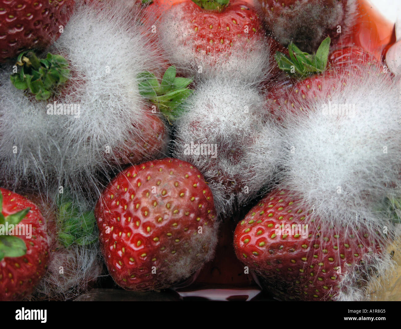 Mouldy strawberries Stock Photo 5895428 Alamy