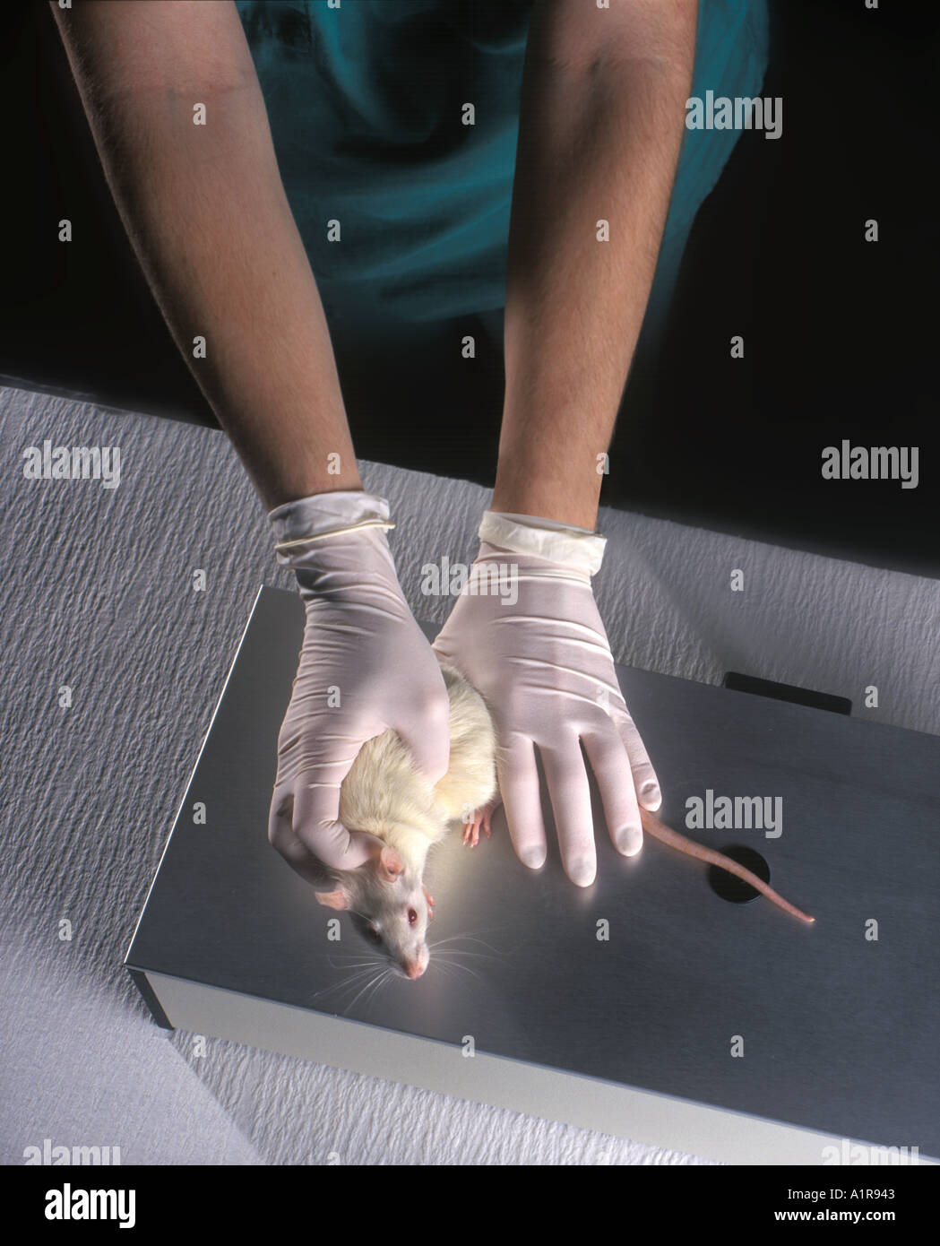 Lab Rat, Measuring Thickness Of Tail, Used In Animal Testing, USA Stock Photo