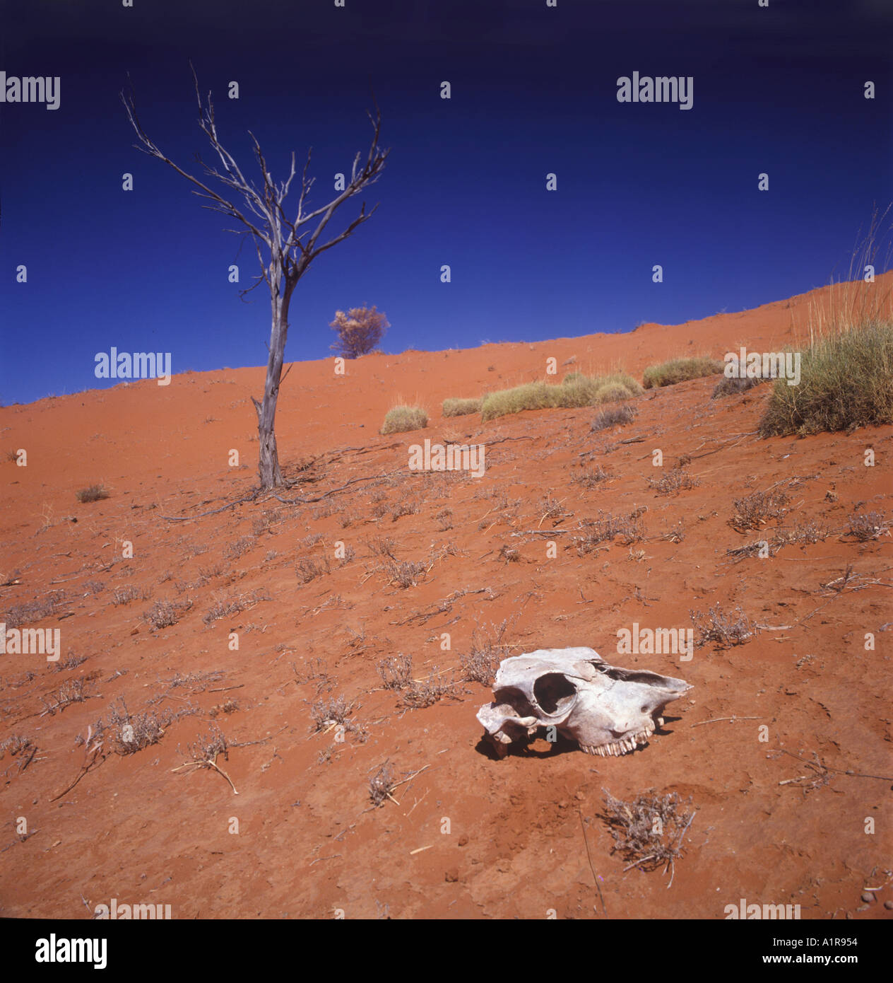 Skull in the Desert,  Australian Outback, Australia Stock Photo