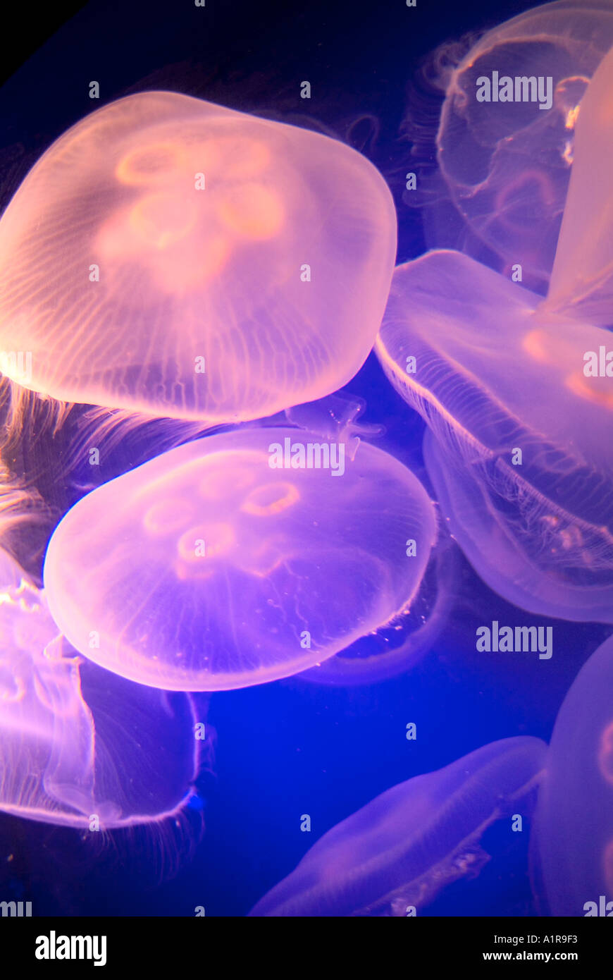 Jellyfish Swimming & Floating Stock Photo